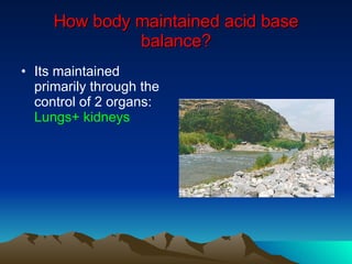 How body maintained acid base balance? Its maintained primarily through the control of 2 organs:  Lungs+ kidneys 