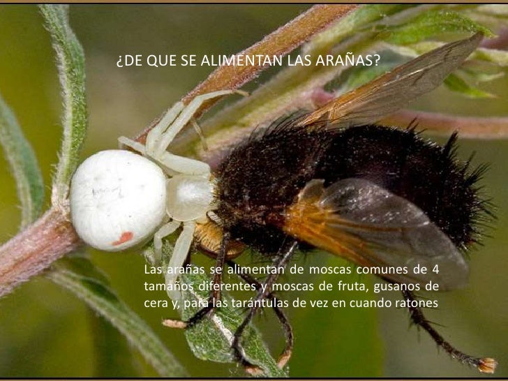 ahi viene la araña ahi viene la araña