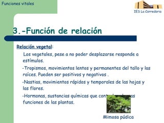 3.-Función de relación Relación vegetal : Los vegetales, pese a no poder desplazarse responde a estímulos. -Tropismos, movimientos lentos y permanentes del tallo y las raíces. Pueden ser positivos y negativos . -Nastias, movimientos rápidos y temporales de las hojas y las flores. -Hormonas, sustancias químicas que controlan algunas funciones de las plantas. Funciones vitales IES La Corredoria Mimosa púdica 