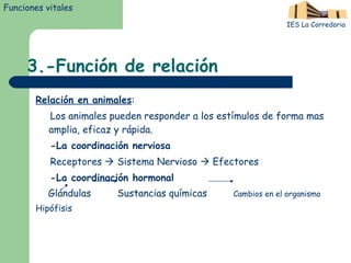 3.-Función de relación Relación en animales : Los animales pueden responder a los estímulos de forma mas amplia, eficaz y rápida. -La coordinación nerviosa Receptores    Sistema Nervioso    Efectores -La coordinación hormonal Glándulas  Sustancias químicas  Cambios en el organismo Hipófisis Funciones vitales IES La Corredoria 