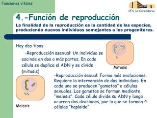 4.-Función de reproducción Hay dos tipos: -Reproducción asexual: Un individuo se escinde en dos o más partes. En cada célula se duplica el ADN y se divide (mitosis) Funciones vitales IES La Corredoria La finalidad de la reproducción es la cantidad de las especies, produciendo nuevos individuos semejantes a los progenitores. -Reproducción sexual: Forma más evoluciones. Requiere la intervención de dos individuos. En cada uno se producen “gametos” o células sexuales. Los gametos se forman mediante “meiosis”. Cada célula divide su ADN y luego ocurren dos divisiones, por lo que se forman 4 células “haploide” Mitosis Meiosis 
