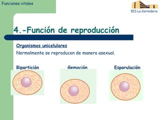 4.-Función de reproducción Organismos unicelulares Normalmente se reproducen de manera asexual. Bipartición  Gemación  Esporulación Funciones vitales IES La Corredoria 