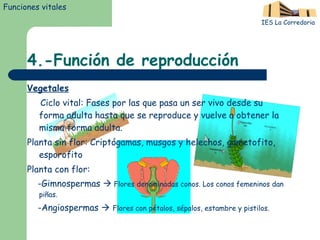 4.-Función de reproducción Vegetales Ciclo vital: Fases por las que pasa un ser vivo desde su forma adulta hasta que se reproduce y vuelve a obtener la misma forma adulta. Planta sin flor: Criptógamas, musgos y helechos, gametofito, esporofito Planta con flor: -Gimnospermas    Flores denominadas conos. Los conos femeninos dan piñas. -Angiospermas     Flores con pétalos, sépalos, estambre y pistilos. Funciones vitales IES La Corredoria 