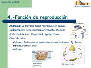 Animales:  La mayoría tiene reproducción sexual. -Celentéreos: Reproducción alternante: Medusa -Estrellas de mar: Capacidad regenerativa. -Vertebrados:  -Ovíparos: Embriones se desarrollan dentro de huevos. Ej.: Peces, anfibios, reptiles, aves. -Vivíparos: 4.-Función de reproducción Funciones vitales IES La Corredoria Metamorfosis Mamíferos (placenta) 