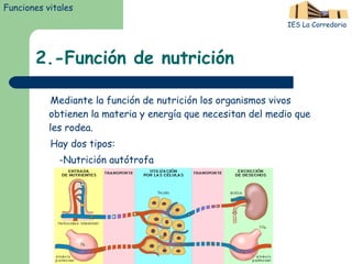 2.-Función de nutrición Mediante la función de nutrición los organismos vivos obtienen la materia y energía que necesitan del medio que les rodea. Hay dos tipos: -Nutrición autótrofa -Nutrición heterótrofa Funciones vitales IES La Corredoria 