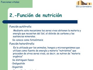 2.-Función de nutrición Función autótrofa: Mediante este mecanismo los seres vivos obtienen la materia y energía que necesitan del Sol, el dióxido de carbono y las sustancias minerales. Se conoce como  fotosíntesis Función heterótrofa: Es la utilizada por los animales, hongos y microorganismos que utilizan como fuente de energía y materia “nutrientes” que proceden de otros seres vivos, es decir, se nutren de “materia orgánica”  Se distinguen fases: -Indigestión -Digestión  -Absorción de nutrientes -Excreción IES La Corredoria Funciones vitales 