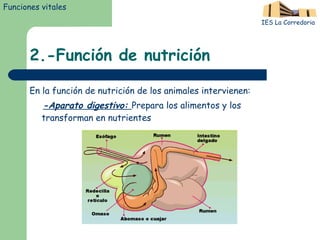 2.-Función de nutrición En la función de nutrición de los animales intervienen: - Aparato digestivo:   Prepara los alimentos y los transforman en nutrientes Funciones vitales IES La Corredoria 