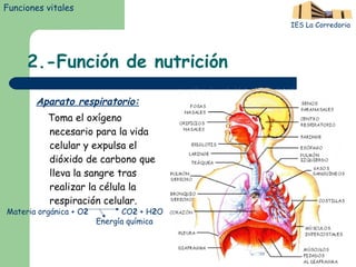 2.-Función de nutrición Aparato respiratorio: Toma el oxígeno necesario para la vida celular y expulsa el dióxido de carbono que lleva la sangre tras realizar la célula la respiración celular. Funciones vitales IES La Corredoria Materia orgánica + O 2   CO 2  + H 2 O Energía química 