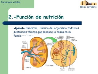 2.-Función de nutrición Aparato Excretor :  Elimina del organismo todas las sustancias tóxicas que produce la célula en su funcionamiento. Funciones vitales IES La Corredoria 
