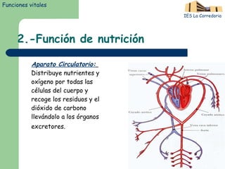 2.-Función de nutrición Aparato Circulatorio:   Distribuye nutrientes y oxígeno por todas las células del cuerpo y recoge los residuos y el dióxido de carbono llevándolo a los órganos excretores.   Funciones vitales IES La Corredoria 