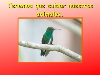 Tenemos que cuidar nuestros animales. 