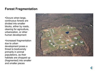 Occurs when large, continuous forests are divided into smaller blocks, either by roads, clearing for agriculture, urbanization, or other human development Increased fragmentation due to urban development poses a threat to biodiversity primarily in animal populations, as their habitats are chopped up (fragmented) into smaller and smaller pieces Forest Fragmentation 