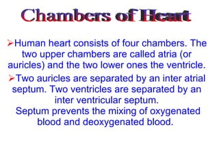 Human heart consists of four chambers. The two upper chambers are called atria (or auricles) and the two lower ones the ventricle. Two auricles are separated by an inter atrial septum. Two ventricles are separated by an inter ventricular septum.  Septum prevents the mixing of oxygenated blood and deoxygenated blood.  Chambers of Heart 