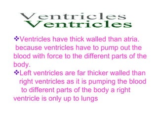 Ventricles have thick walled than atria.  because ventricles have to pump out the blood with force to the different parts of the body.  Left ventricles are far thicker walled than  right ventricles as it is pumping the blood  to different parts of the body a right ventricle is only up to lungs  Ventricles 