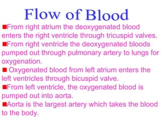 From right atrium the deoxygenated blood enters the right ventricle through tricuspid valves.  From right ventricle the deoxygenated bloods pumped out through pulmonary artery to lungs for oxygenation. Oxygenated blood from left atrium enters the left ventricles through bicuspid valve.  From left ventricle, the oxygenated blood is pumped out into aorta.  Aorta is the largest artery which takes the blood to the body.  Flow of Blood 