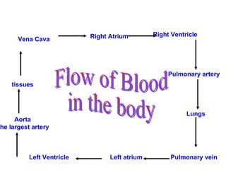Vena Cava Right Atrium Right Ventricle Pulmonary artery Lungs Pulmonary vein Left atrium Left Ventricle Aorta the largest artery tissues Flow of Blood in the body 