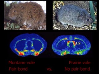 Montane vole  Prairie vole Pair-bond  vs.  No pair-bond 