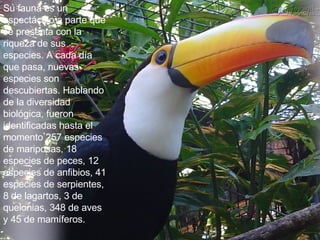 Su fauna es un espectáculo a parte que se presenta con la riqueza de sus especies. A cada día que pasa, nuevas especies son descubiertas. Hablando de la diversidad biológica, fueron identificadas hasta el momento 257 especies de mariposas, 18 especies de peces, 12 especies de anfibios, 41 especies de serpientes, 8 de lagartos, 3 de quelonias, 348 de aves y 45 de mamíferos.   