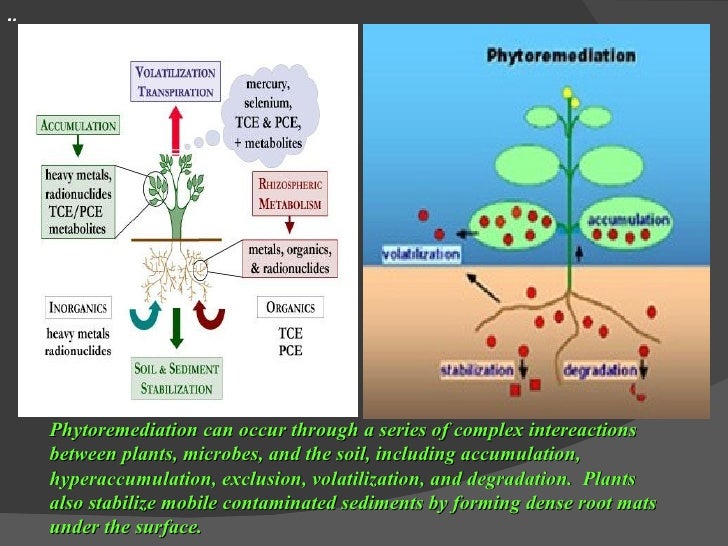 Phytoremediation..A cost effective and ecofriendly technique for remo…