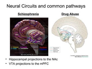 Neural Circuits and common pathways ,[object Object],[object Object],Schizophrenia Drug Abuse 