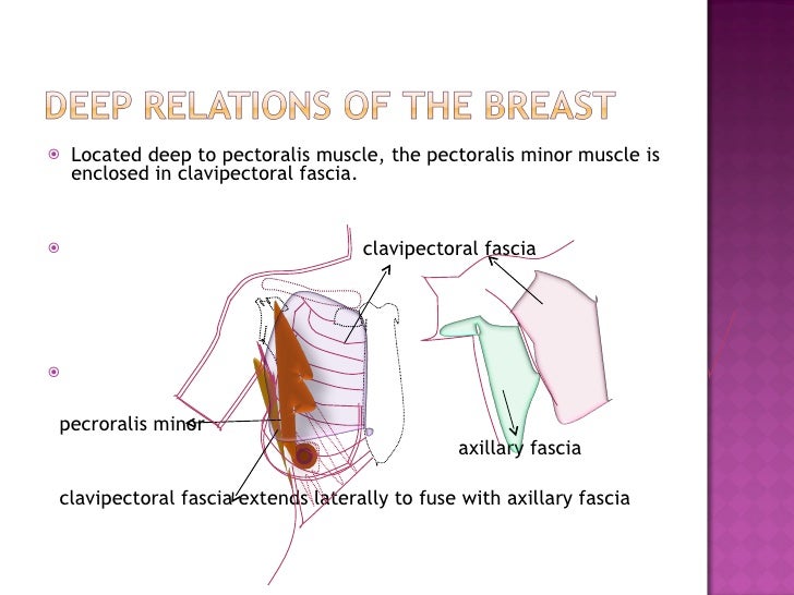 surgical anatomy of breast & management of advanced carcinoma breast