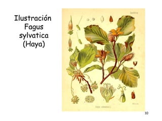 Ilustración
    Fagus
  sylvatica
   (Haya)




              10
 
