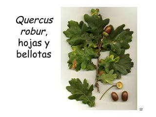 Quercus
 robur,
hojas y
bellotas




           12
 