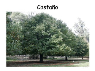 Castaño




          13
 