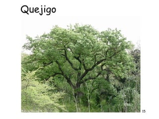 Quejigo




          15
 