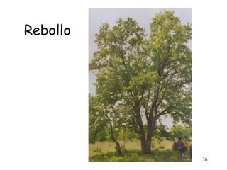 Rebollo




          16
 