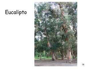 Eucalipto




            18
 