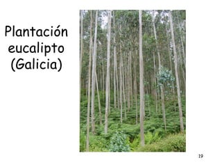 Plantación
eucalipto
 (Galicia)




             19
 