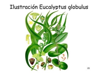 Ilustración Eucalyptus globulus




                              20
 