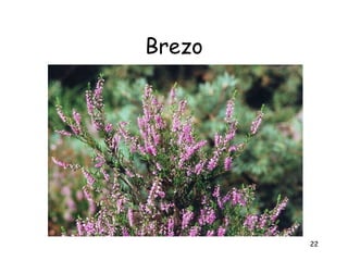 Brezo




        22
 