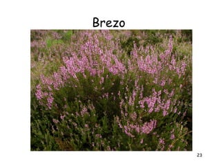 Brezo




        23
 