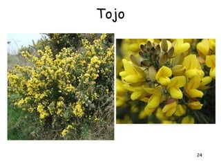 Tojo




       24
 