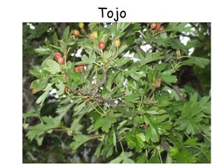 Tojo




       25
 