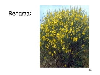 Retama:




          26
 