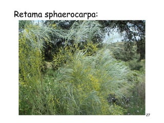 Retama sphaerocarpa:




                       27
 
