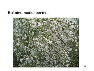 Retama monosperma




                    28
 