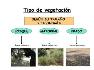 Tipo de vegetación
                SEGÚN SU TAMAÑO
                   Y FISONOMÍA

BOSQUE             MATORRAL            PRADO



Porte arbóreo       Porte arbustivo   Porte herbáceo




                                                       3
 