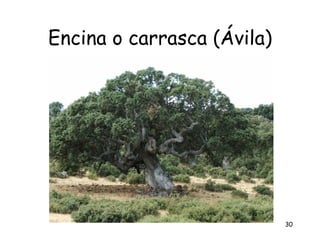 Encina o carrasca (Ávila)




                            30
 