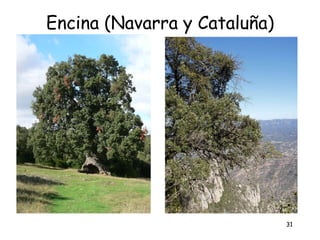 Encina (Navarra y Cataluña)




                              31
 