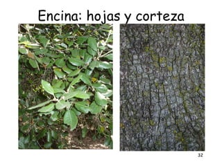 Encina: hojas y corteza




                          32
 