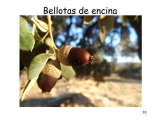 Bellotas de encina




                     33
 