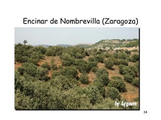 Encinar de Nombrevilla (Zaragoza)




                                    34
 