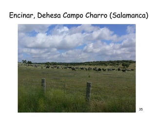 Encinar, Dehesa Campo Charro (Salamanca)




                                     35
 