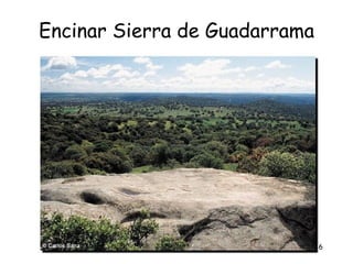 Encinar Sierra de Guadarrama




                               36
 
