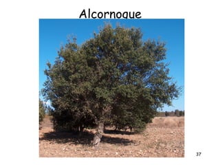Alcornoque




             37
 