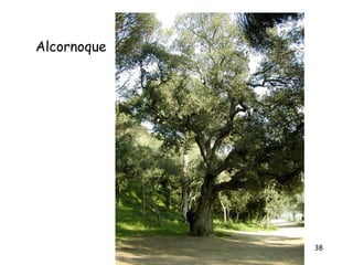 Alcornoque




             38
 
